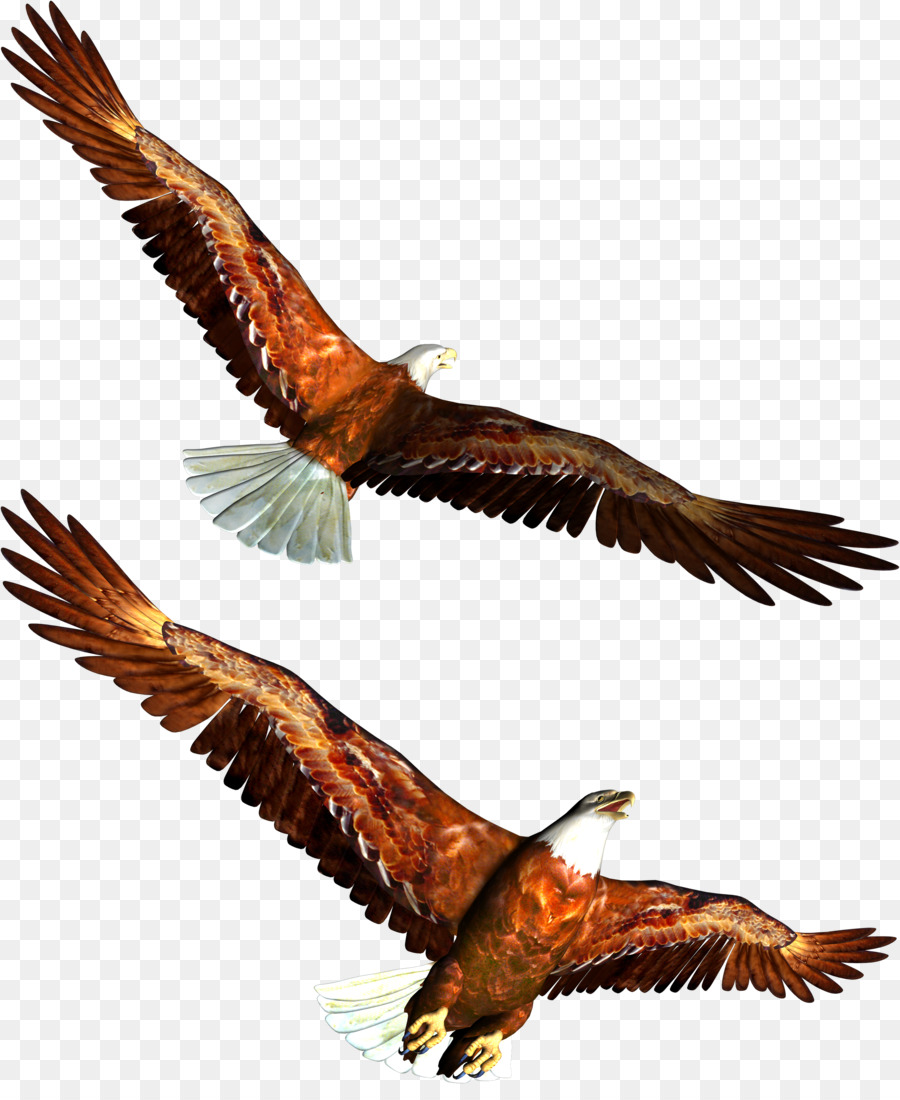 Le Pygargue à Tête Blanche Aigle Aigle Noir PNG Le Pygargue à Tête