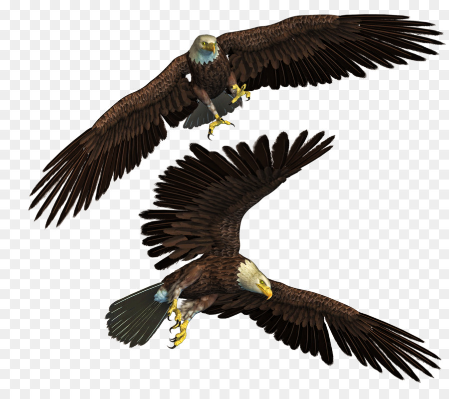 Le Pygargue T Te Blanche Oiseau Aigle Png Le Pygargue T Te