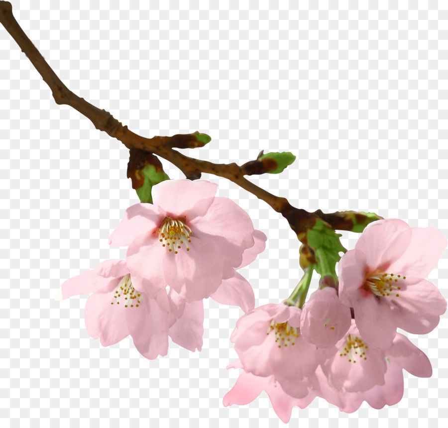 Le Printemps De La Branche Branche Fleur De Cerisier Png Le