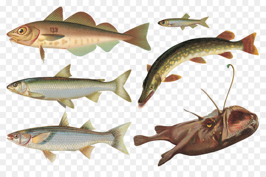 Les Poissons Le Hareng Les Poissons Gras PNG Les Poissons Le