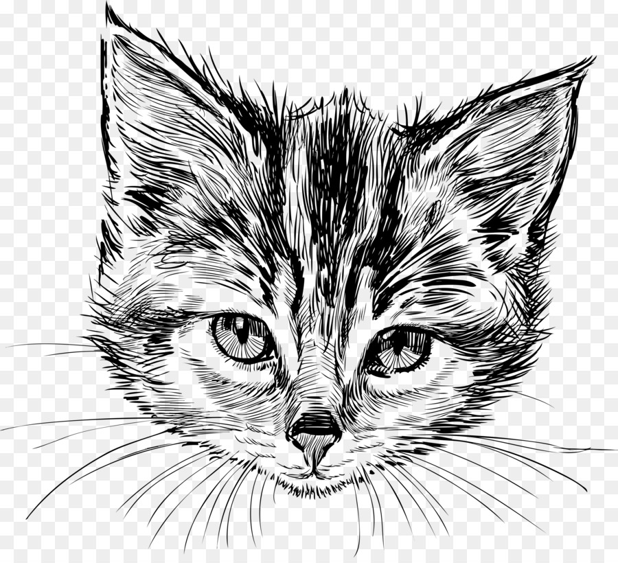 Chat Chaton Dessin Png Chat Chaton Dessin Transparentes Png Gratuit