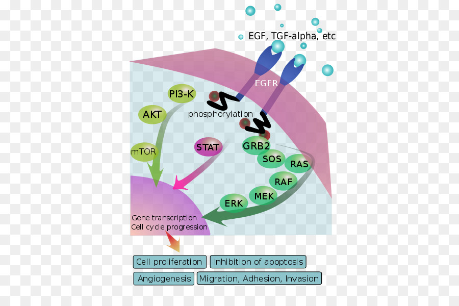 Facteur De Croissance Pidermique Osimertinib La Transduction Du