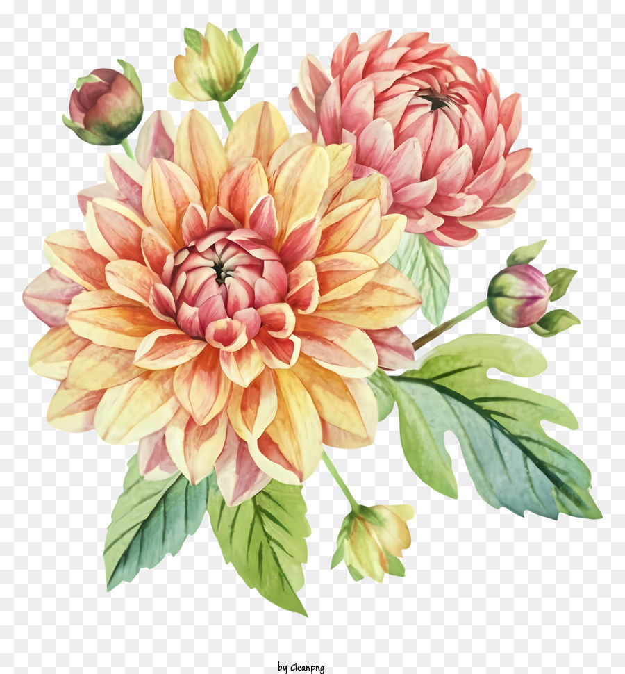 Dahlia Fleur Dahlia Rose Et Jaune Fleur Peinture Png Dahlia Fleur