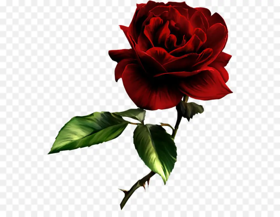 Meilleures Roses，Rose PNG