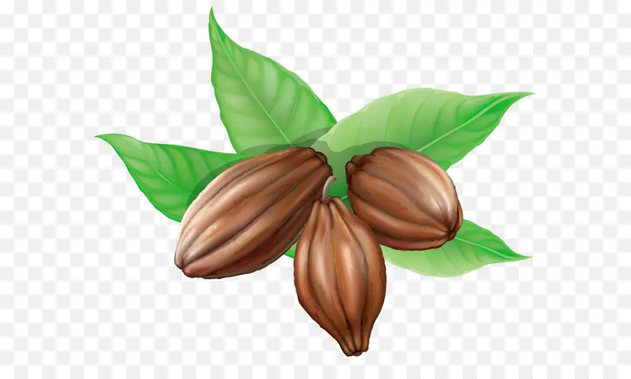 Theobroma Cacao，Au Chocolat Chaud PNG