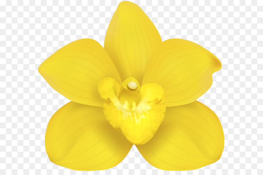 Narcisse, Fleur, Pétale PNG - Narcisse, Fleur, Pétale transparentes | PNG  gratuit