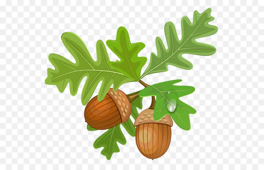 Glands Et Feuilles De Chêne，Glands PNG