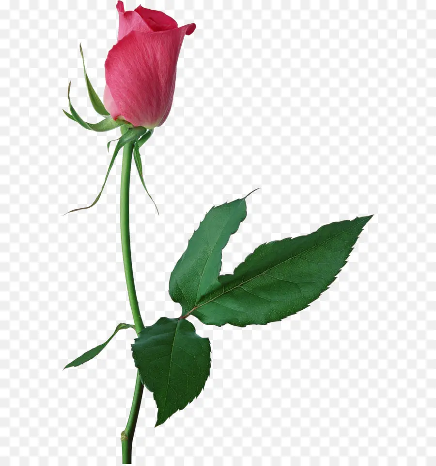 Centifolia Roses，Rose PNG