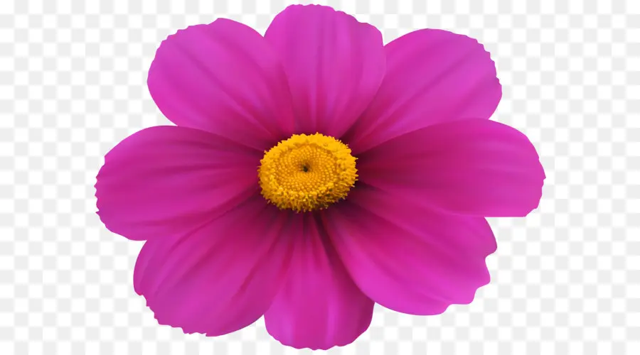 Fleur，Magenta PNG