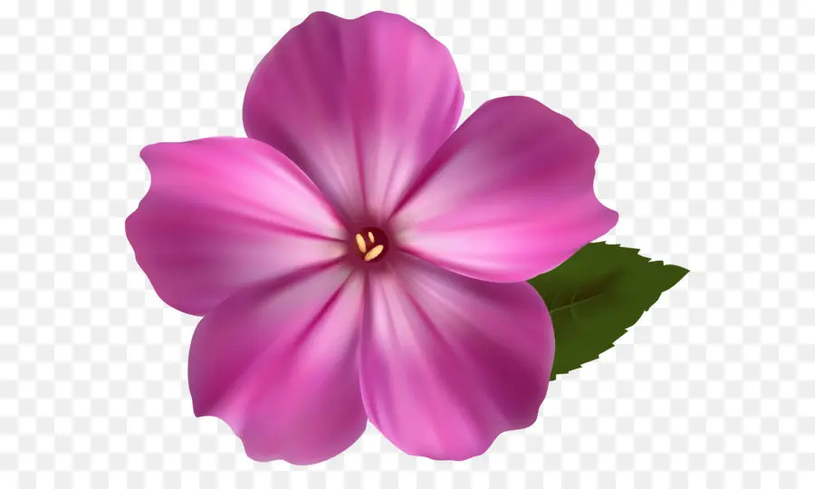 Fleur，Couleur PNG
