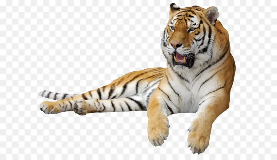 Tigre Debout，Gros Chat PNG