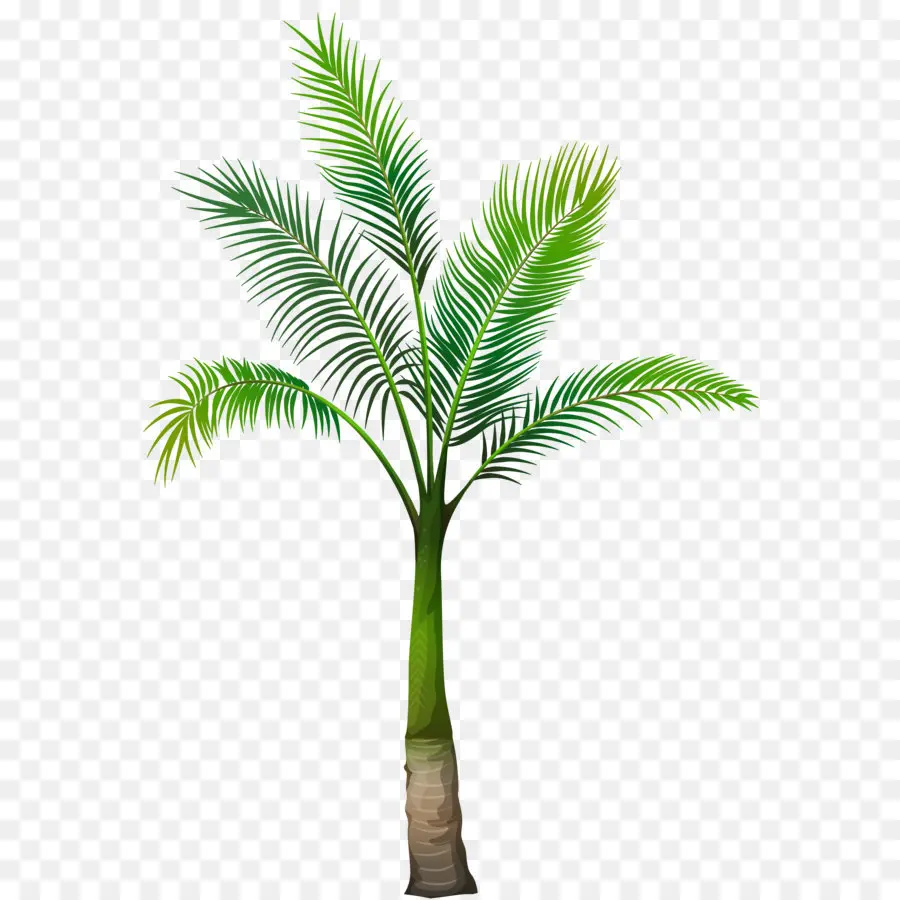 Arecaceae，Arbre PNG