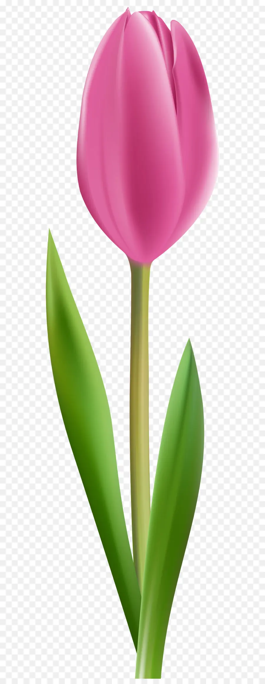 La Floraison Plante，Fleur PNG
