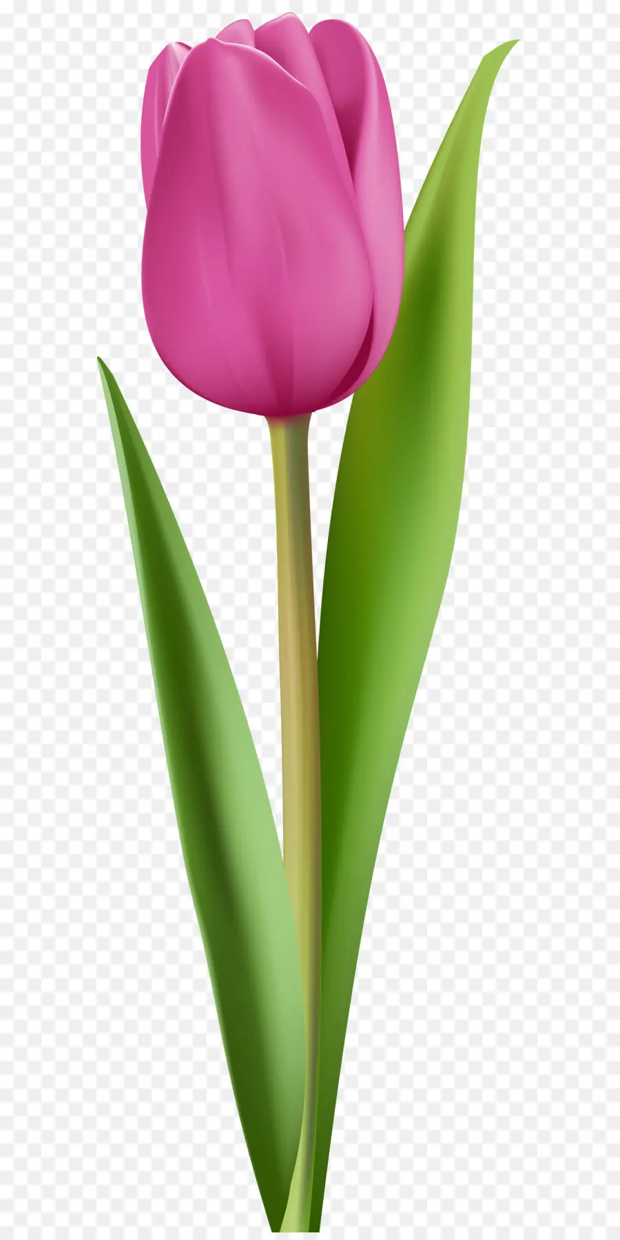 Tulipa Gesneriana，Ordinateur De Bureau Papier Peint PNG