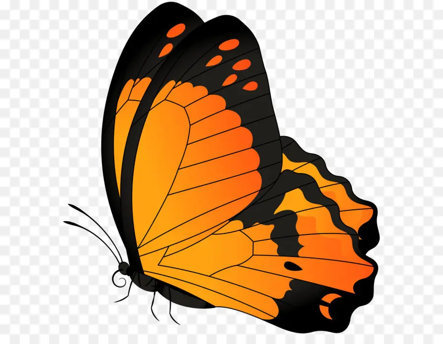 Papillon，Pollinisateurs PNG