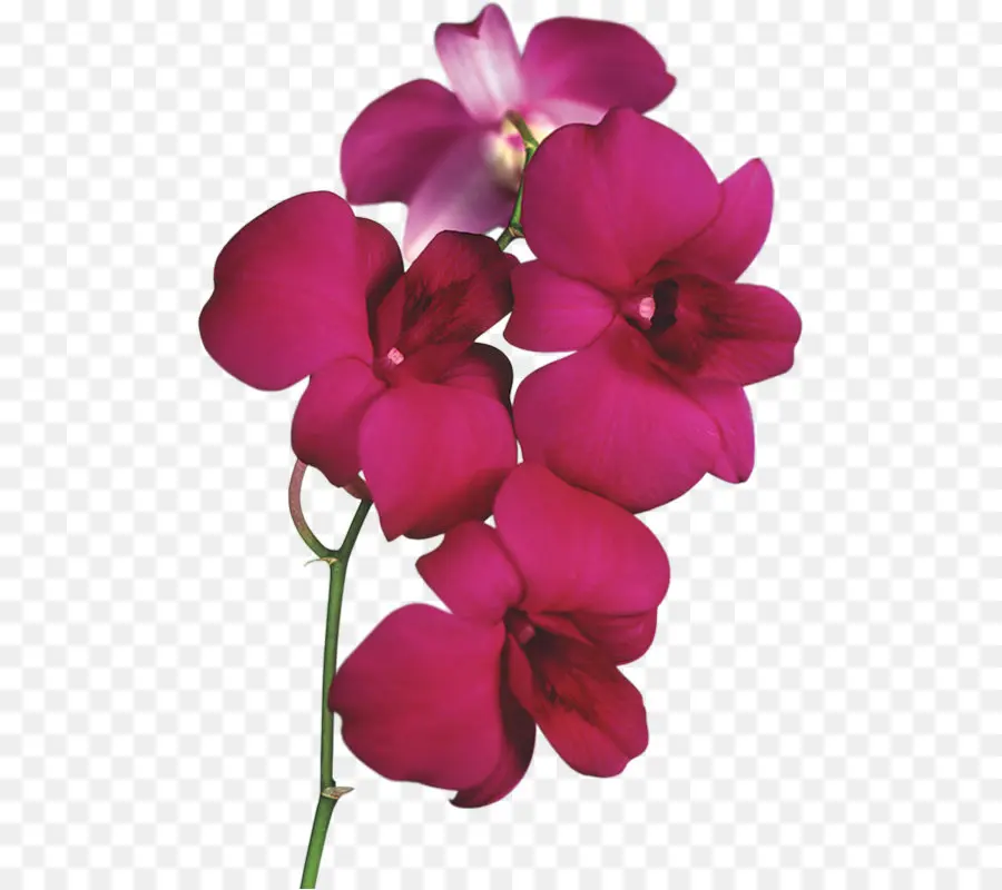 Lady S Slipper Orchidées，Fleur PNG