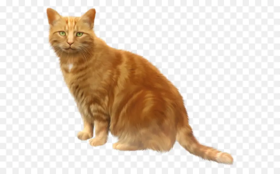 Chat Orange，Animal De Compagnie PNG