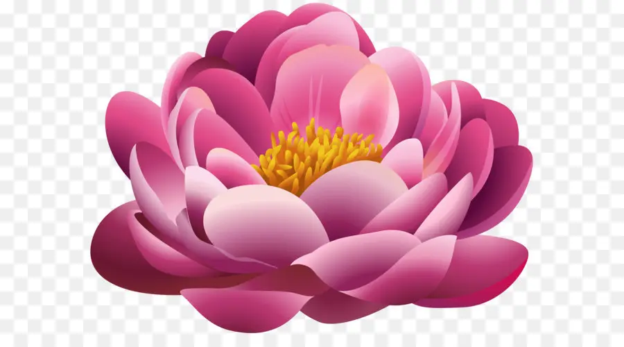 Rose Fleurs，Fleur PNG