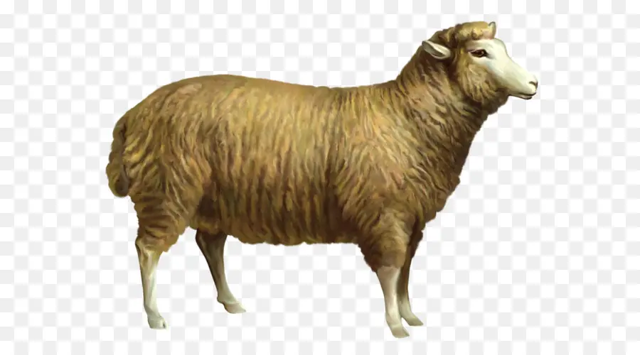 Mouton，Laine PNG