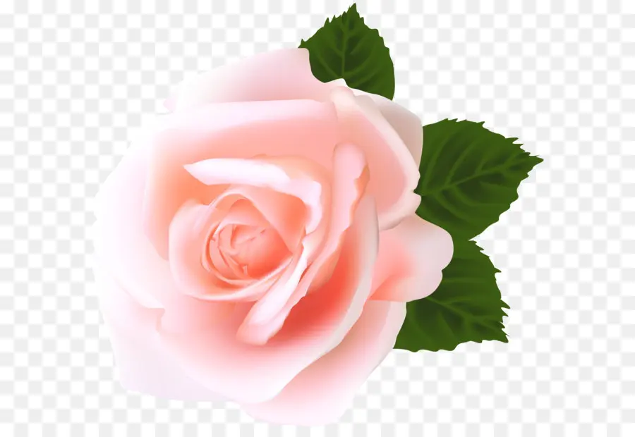 Centifolia Roses，Coupez Les Fleurs PNG