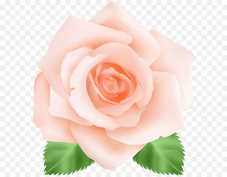 Centifolia Roses，Fleur PNG