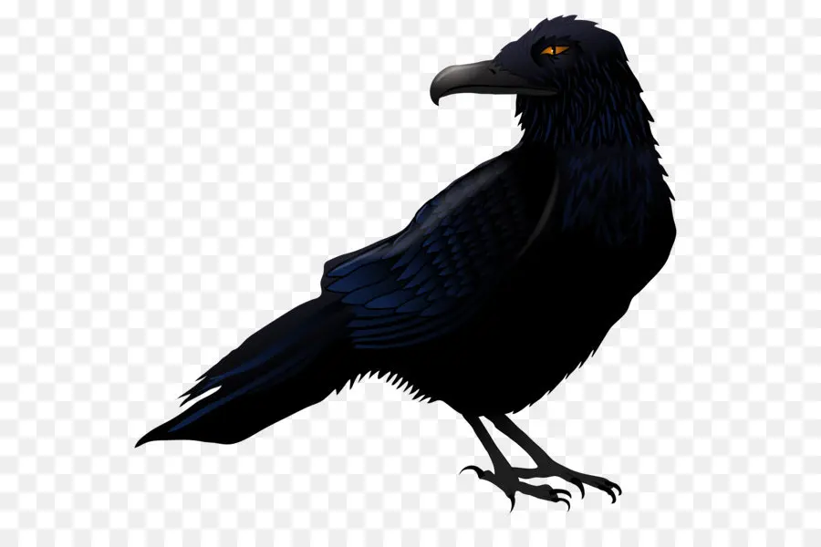 Communes Raven，Oiseau PNG