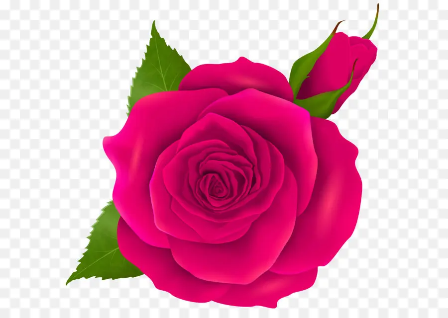 Centifolia Roses，Bleu Rose PNG