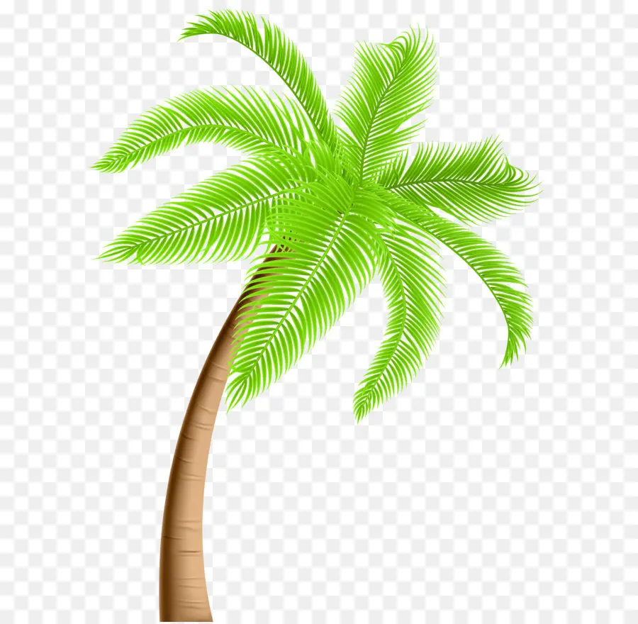 Arecaceae，Arbre PNG