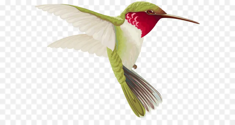 Colibri，Oiseau PNG