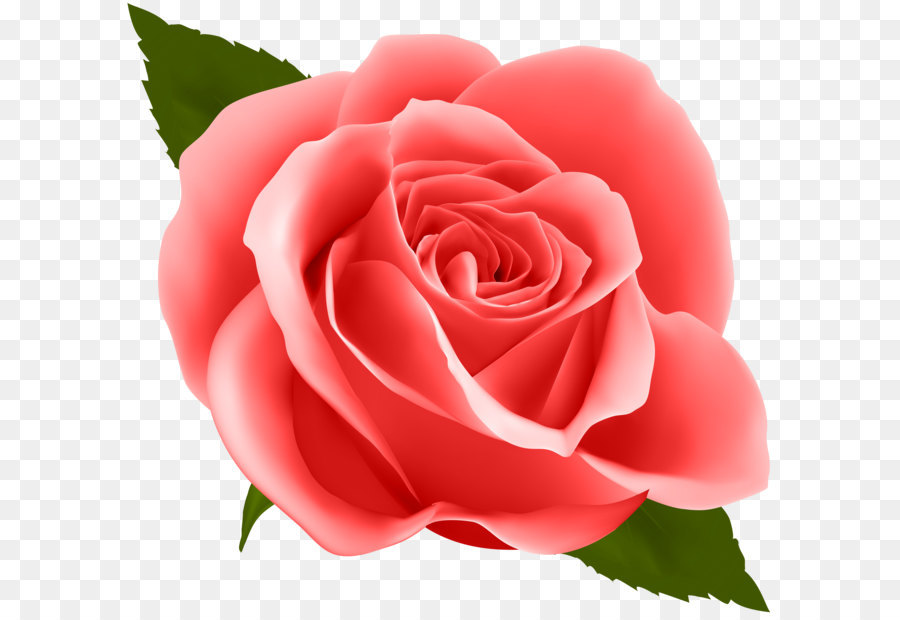 Rose, Fleur, Rose Fleurs PNG - Rose, Fleur, Rose Fleurs transparentes | PNG  gratuit