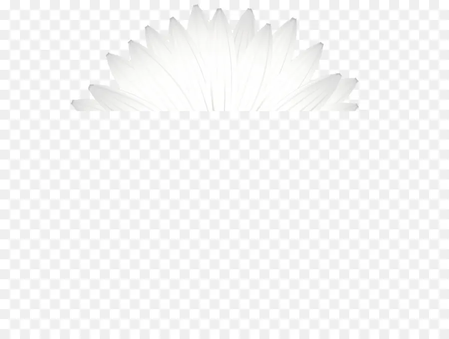 Pétales Blancs，Floraison PNG