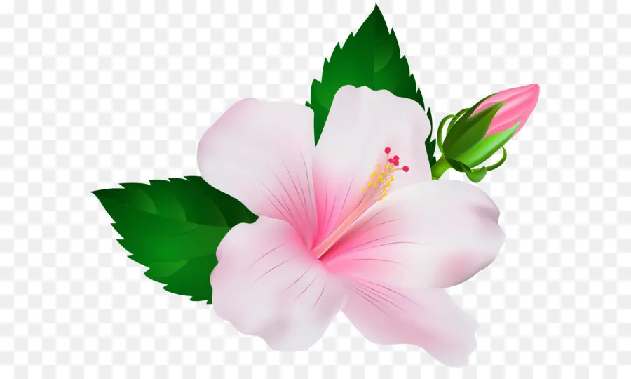 Hibiscus，Fleur PNG