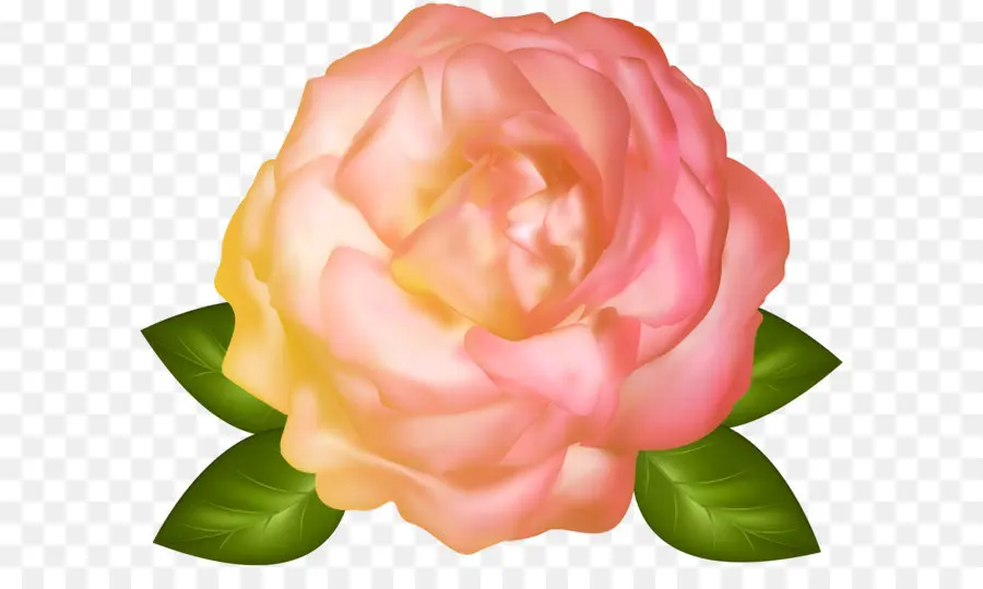 Centifolia Roses，Ordinateur De Bureau Papier Peint PNG
