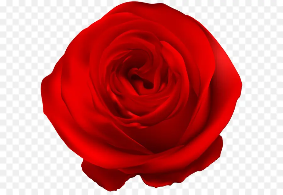 Rose，Jardin Roses PNG
