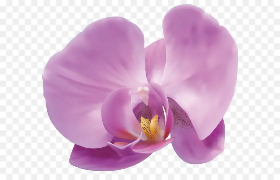 Les Orchidées，Kosmetikinstitut Dr Fiebiger PNG
