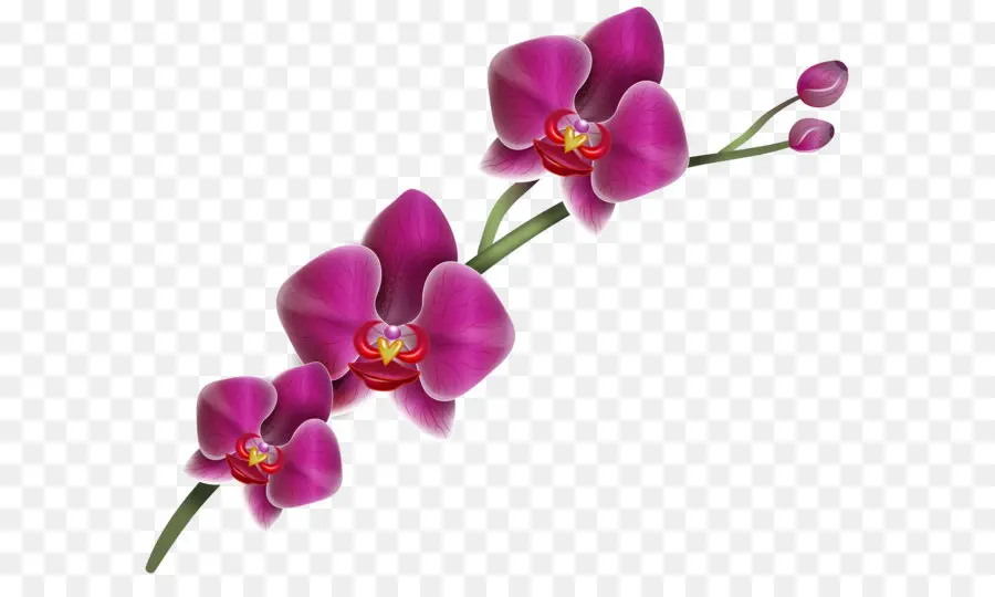Lady S Slipper Orchidées，Cattleya Orchidées PNG
