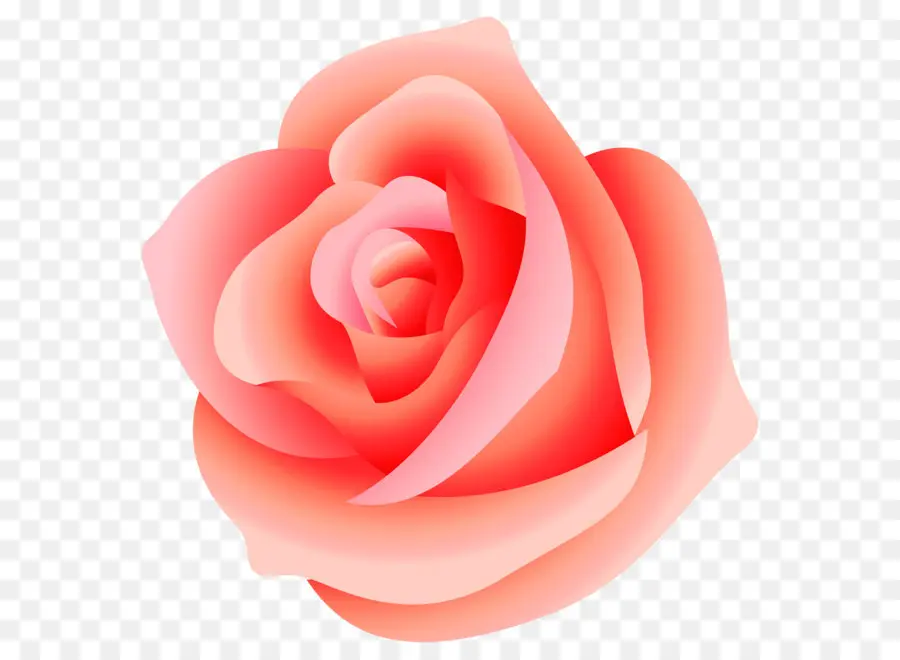 Rose，Fleur PNG