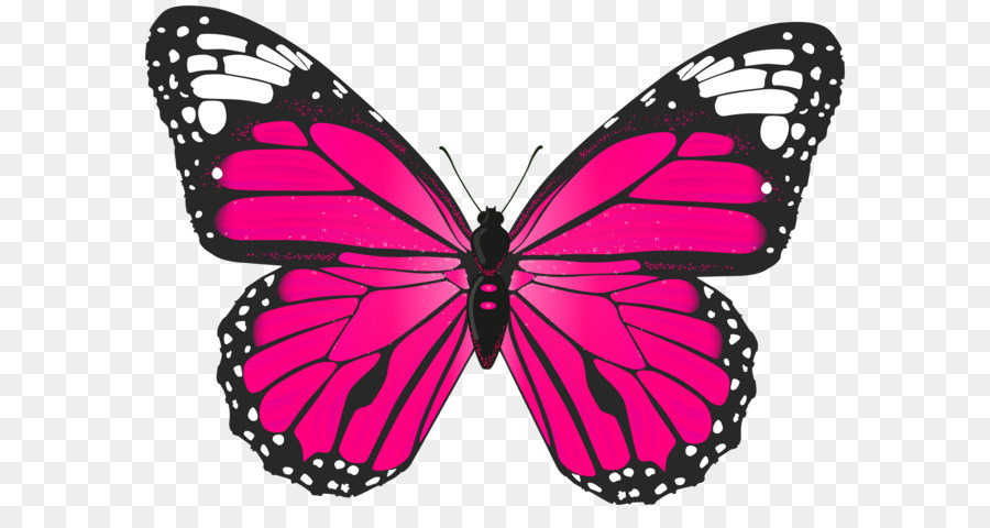 Papillon Gratuit Lart Png Papillon Gratuit Lart Transparentes Png Gratuit