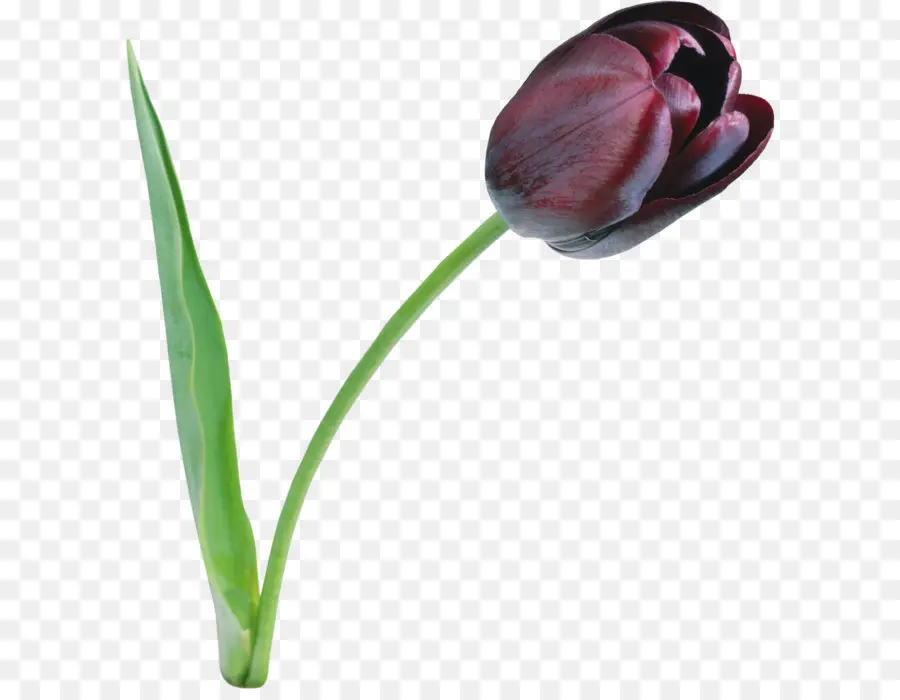 L Noir Tulipe，Tulip PNG