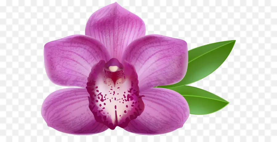 Les Orchidées，L Art PNG