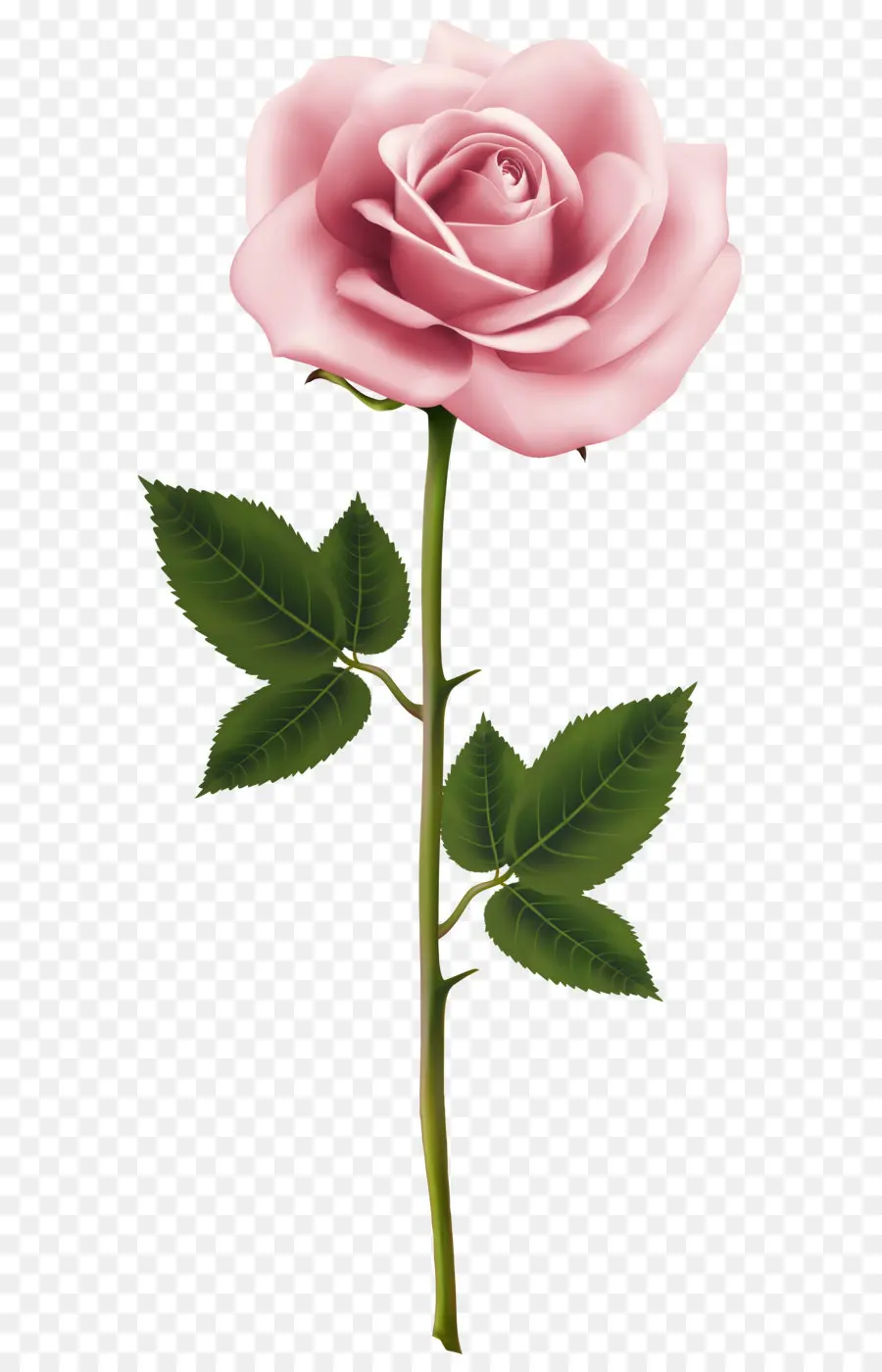 Rose，Stock Photographie PNG