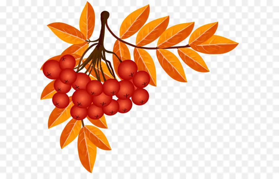 Fruits Rouges，Bifurquer PNG