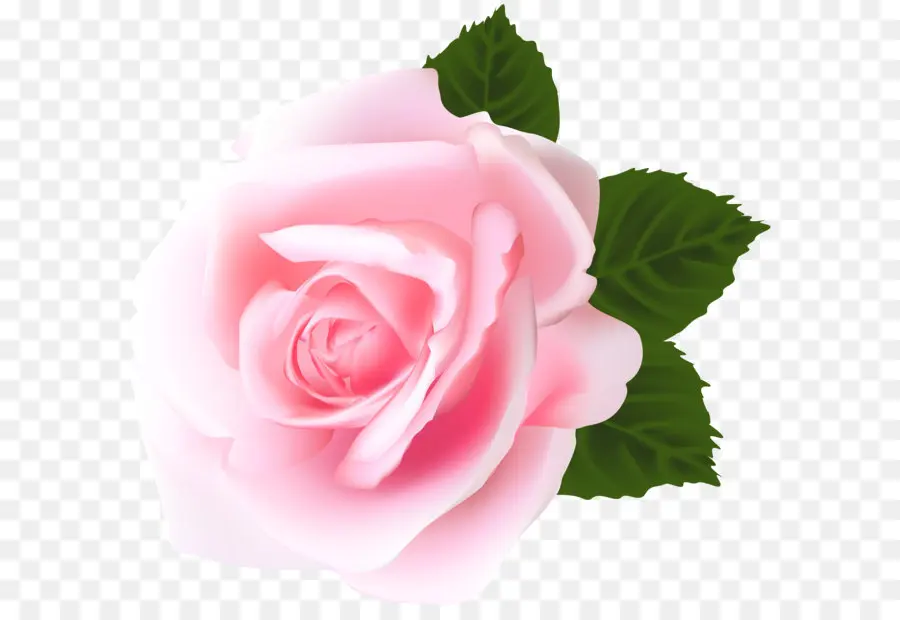 Centifolia Roses，Jardin Roses PNG