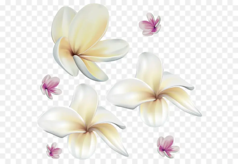 Fleur，Lilas PNG