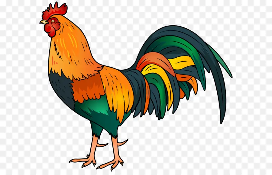 Coq，Coloré PNG