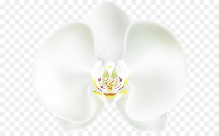 Orchidée Blanche，Orchidée PNG