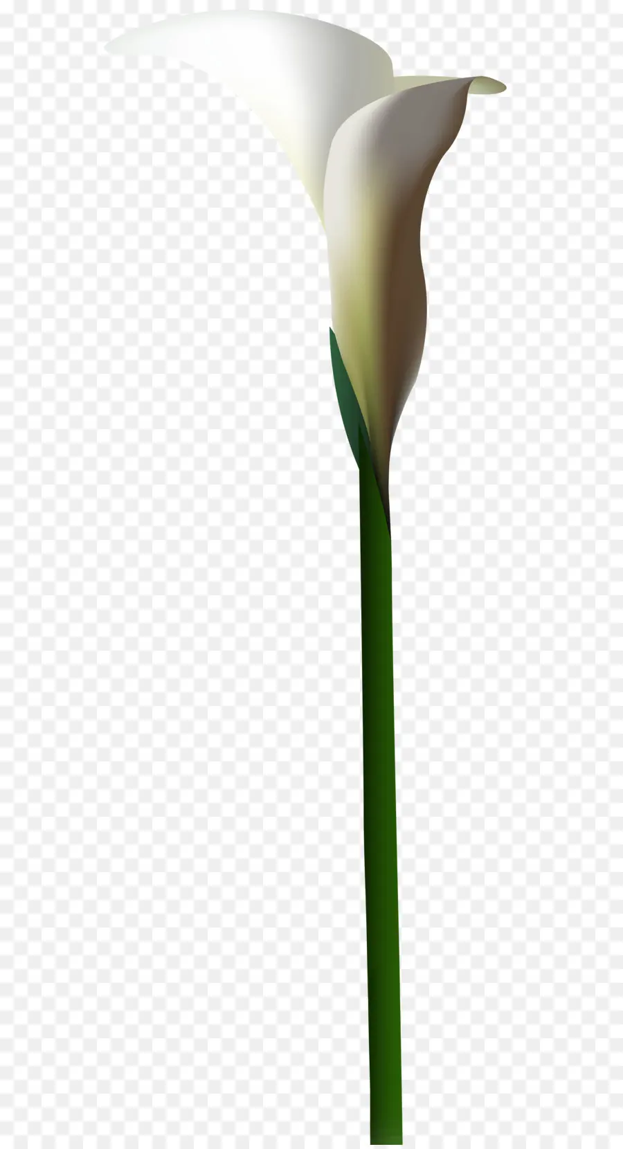 Fleur，Plante PNG