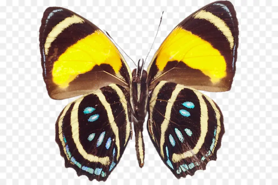 Papillon Jaune Et Noir，Insecte PNG