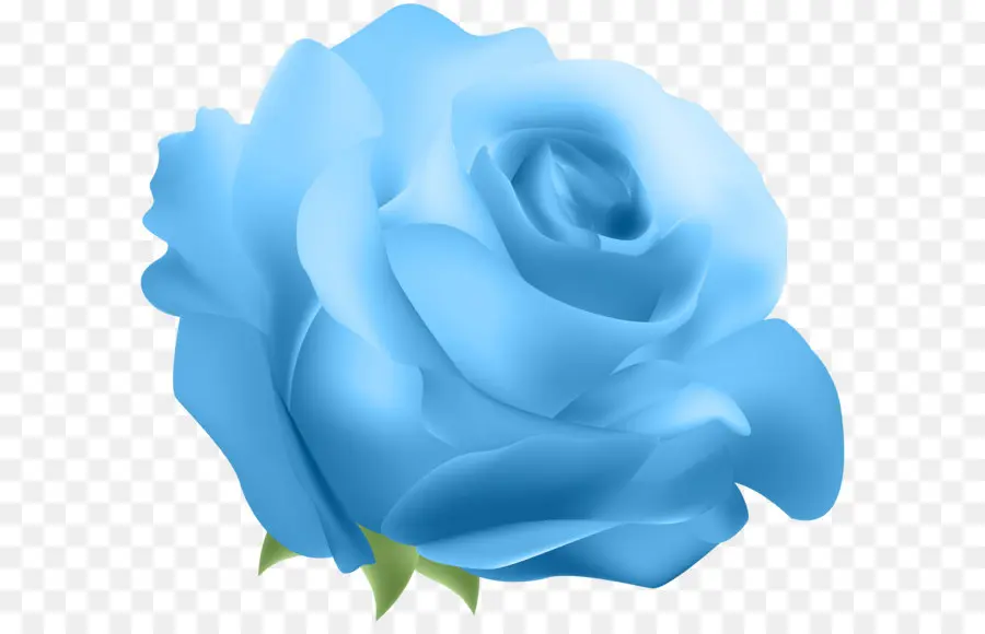 Bleu Rose，Centifolia Roses PNG
