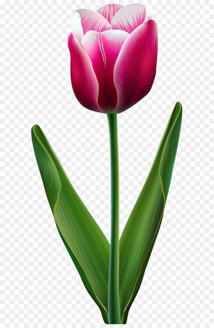 [37+] Croquis Couleur Dune Fleur De Tulipe